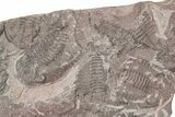 Ordovician Trilobite Mortality Plate - Tafraoute, Morocco #370539-1